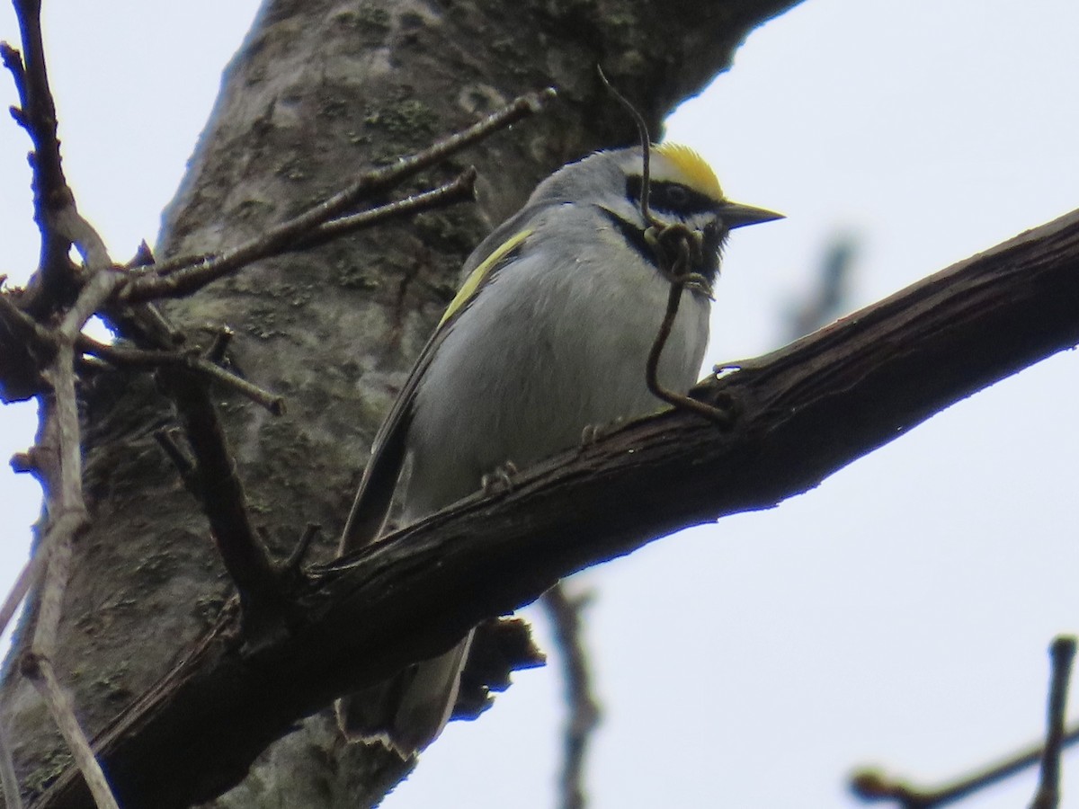 Goldflügel-Waldsänger - ML618148116