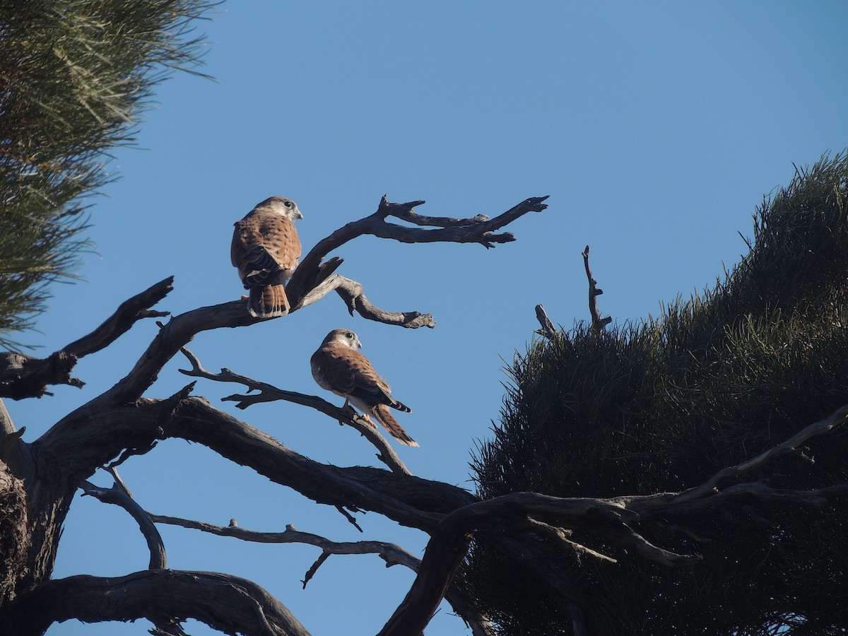 Nankeen Kestrel - George Vaughan