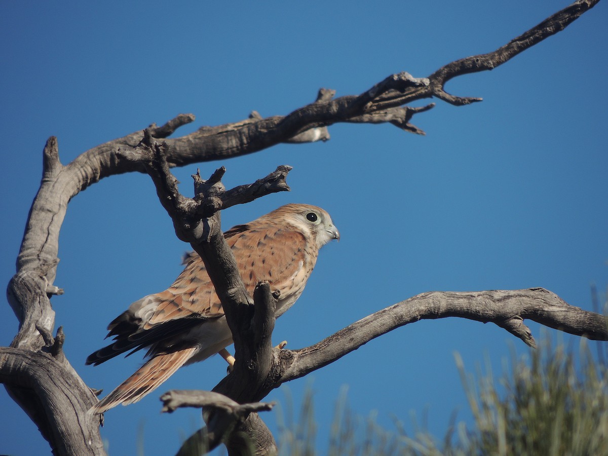 Nankeen Kestrel - George Vaughan