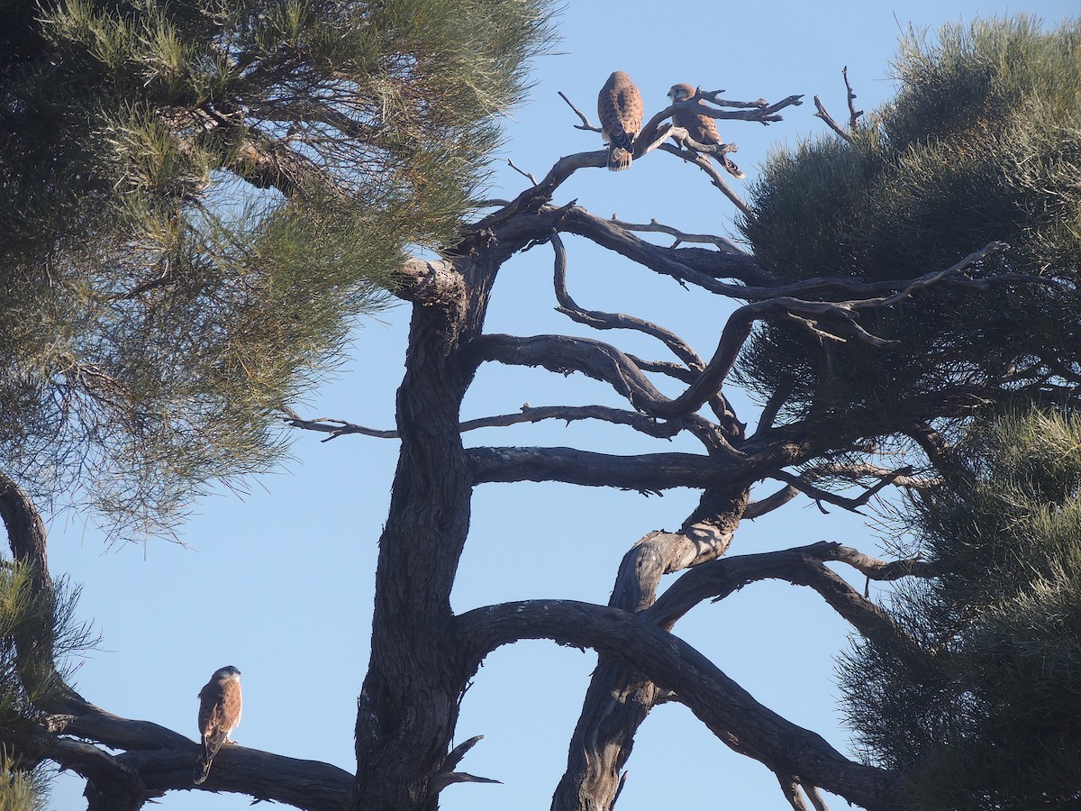 Nankeen Kestrel - George Vaughan