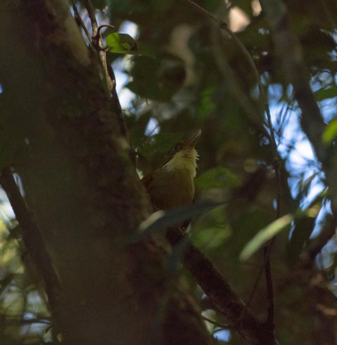 White-eyed Foliage-gleaner - ML618148132