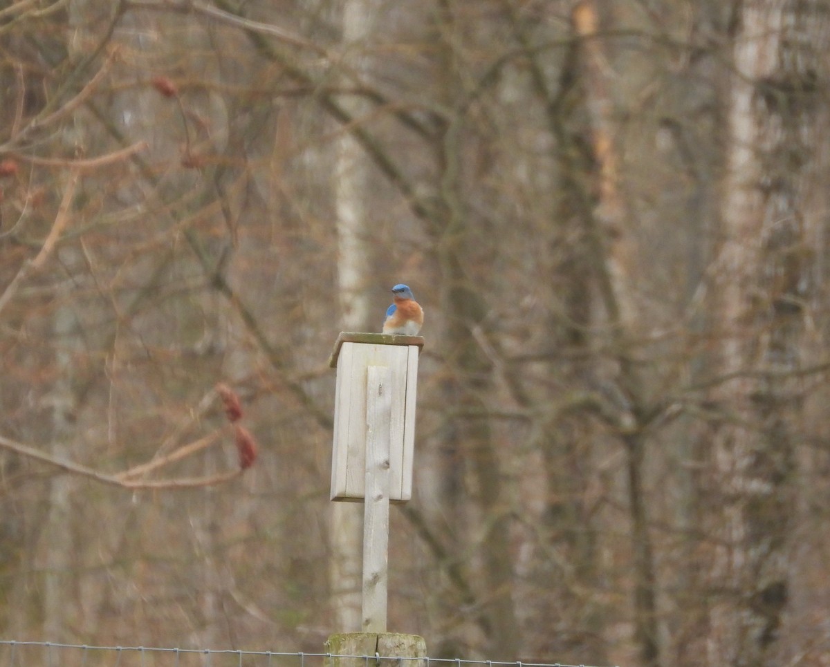 Eastern Bluebird - Donna Millar