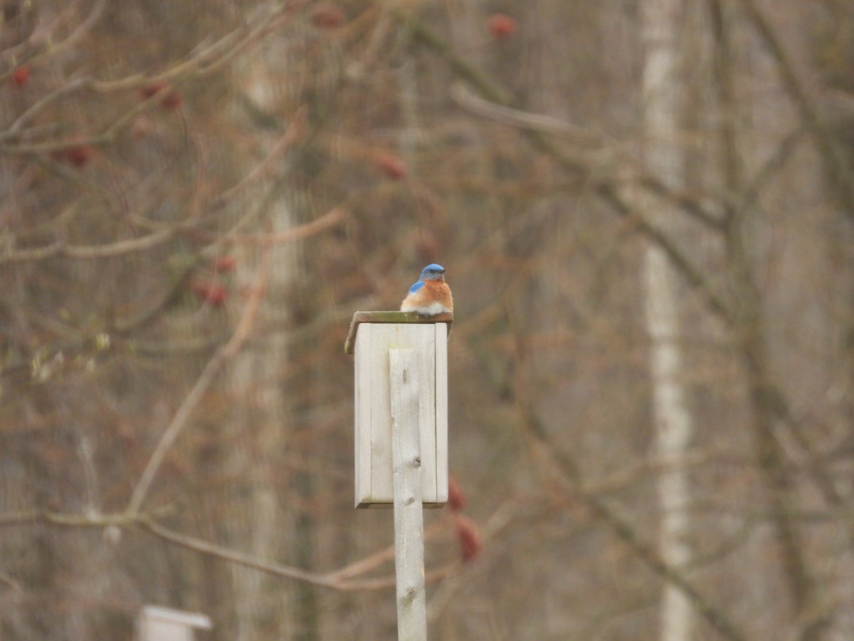 Eastern Bluebird - Donna Millar