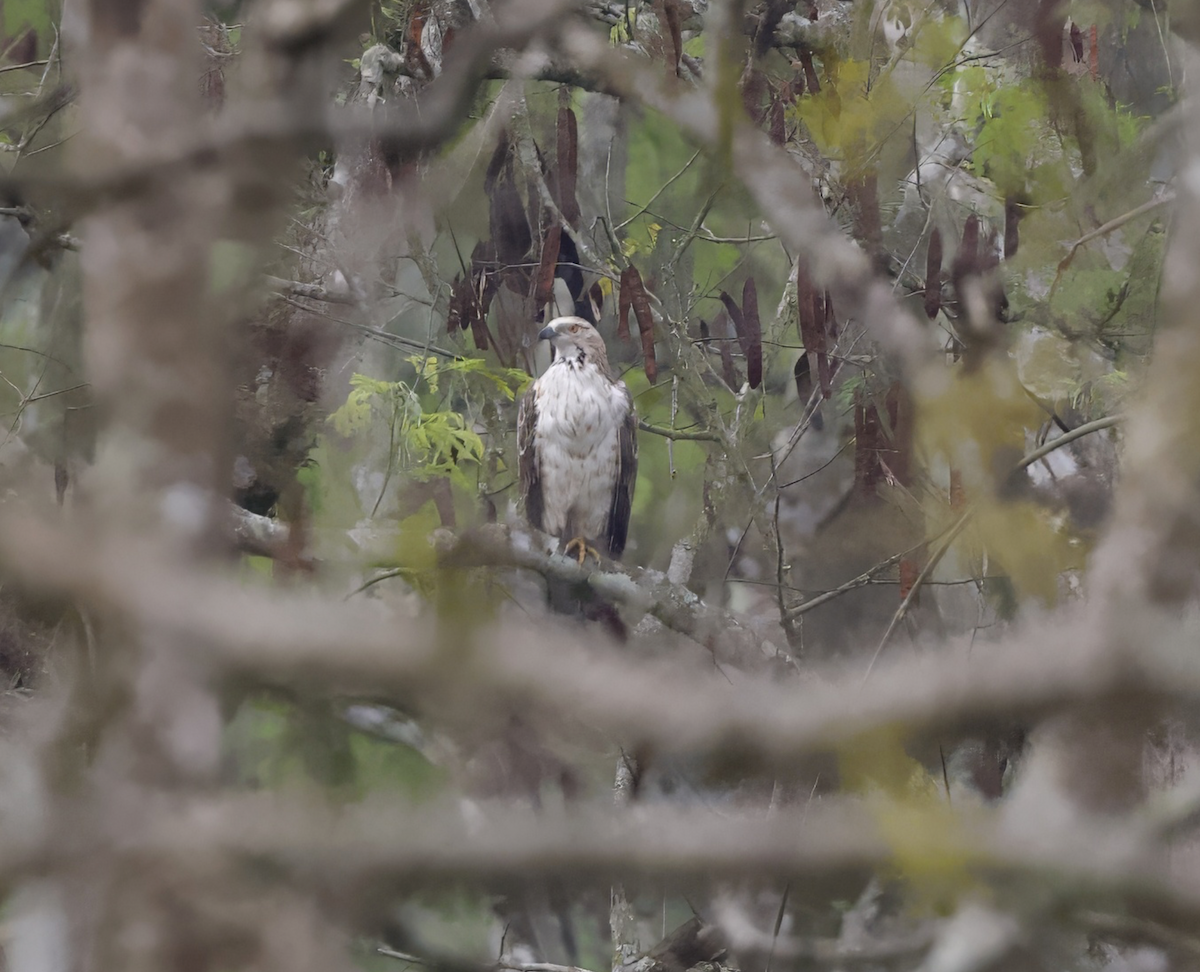 Oriental Honey-buzzard (Indomalayan) - ML618148138