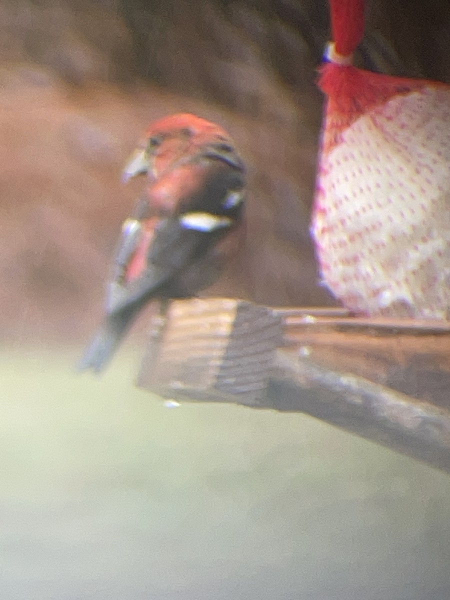 Crociere comune - ML618148153