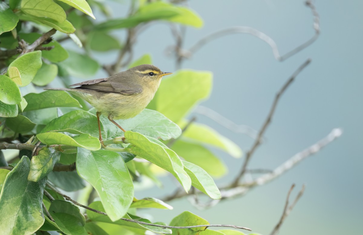 Tickell's Leaf Warbler - ML618148164