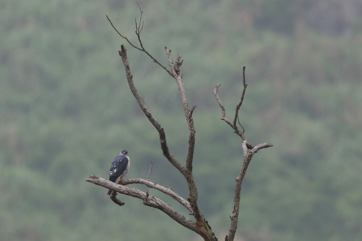 Chinese Sparrowhawk - Chi-Hsuan Shao