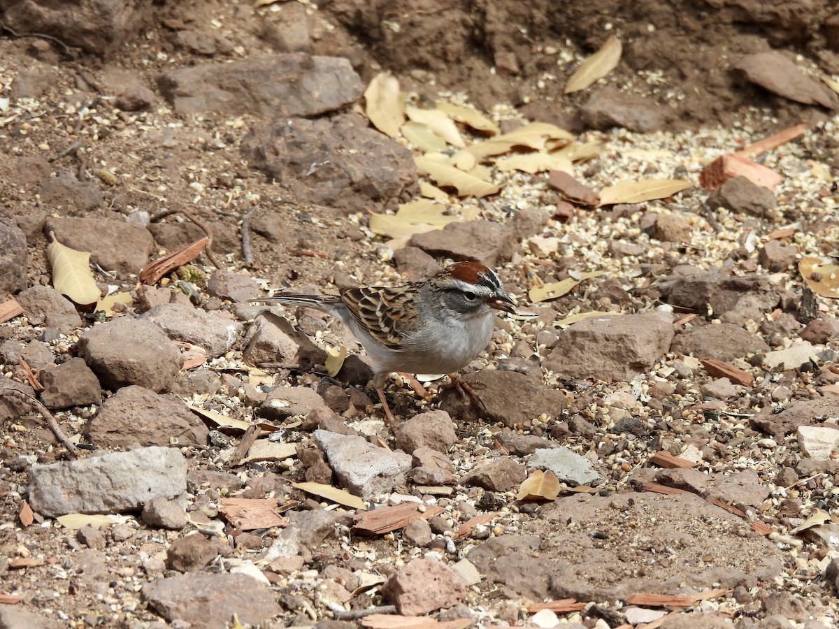 Chipping Sparrow - Bev Kronisch