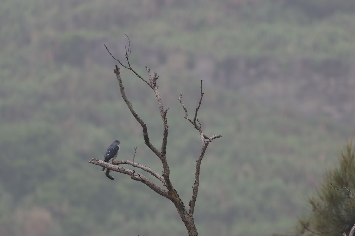 Chinese Sparrowhawk - Chi-Hsuan Shao