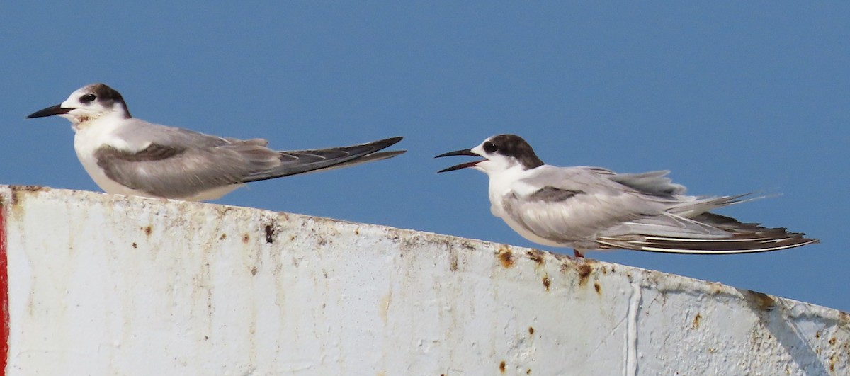 Common Tern - Israel Toloza Pérez