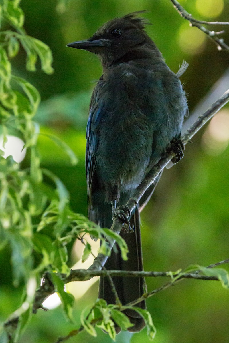 Steller's Jay - Rail Whisperer