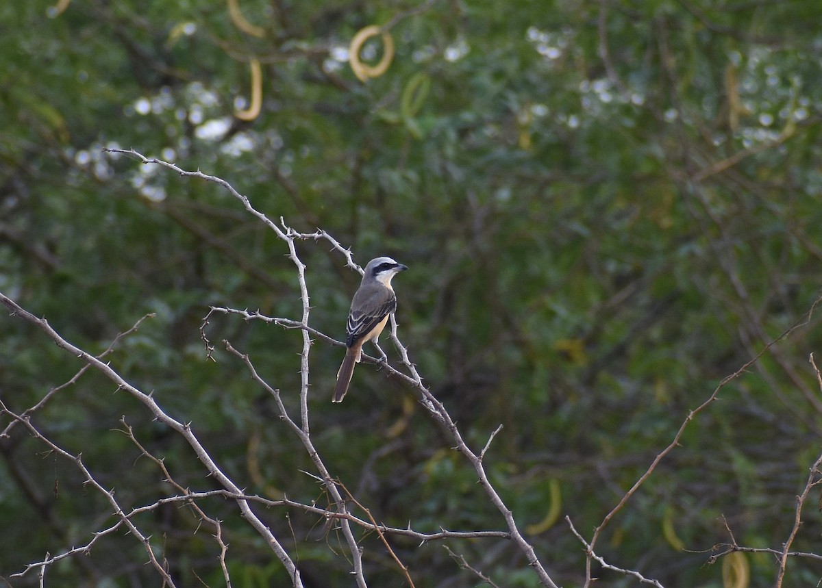 Brown Shrike (Philippine) - Anand Birdlife