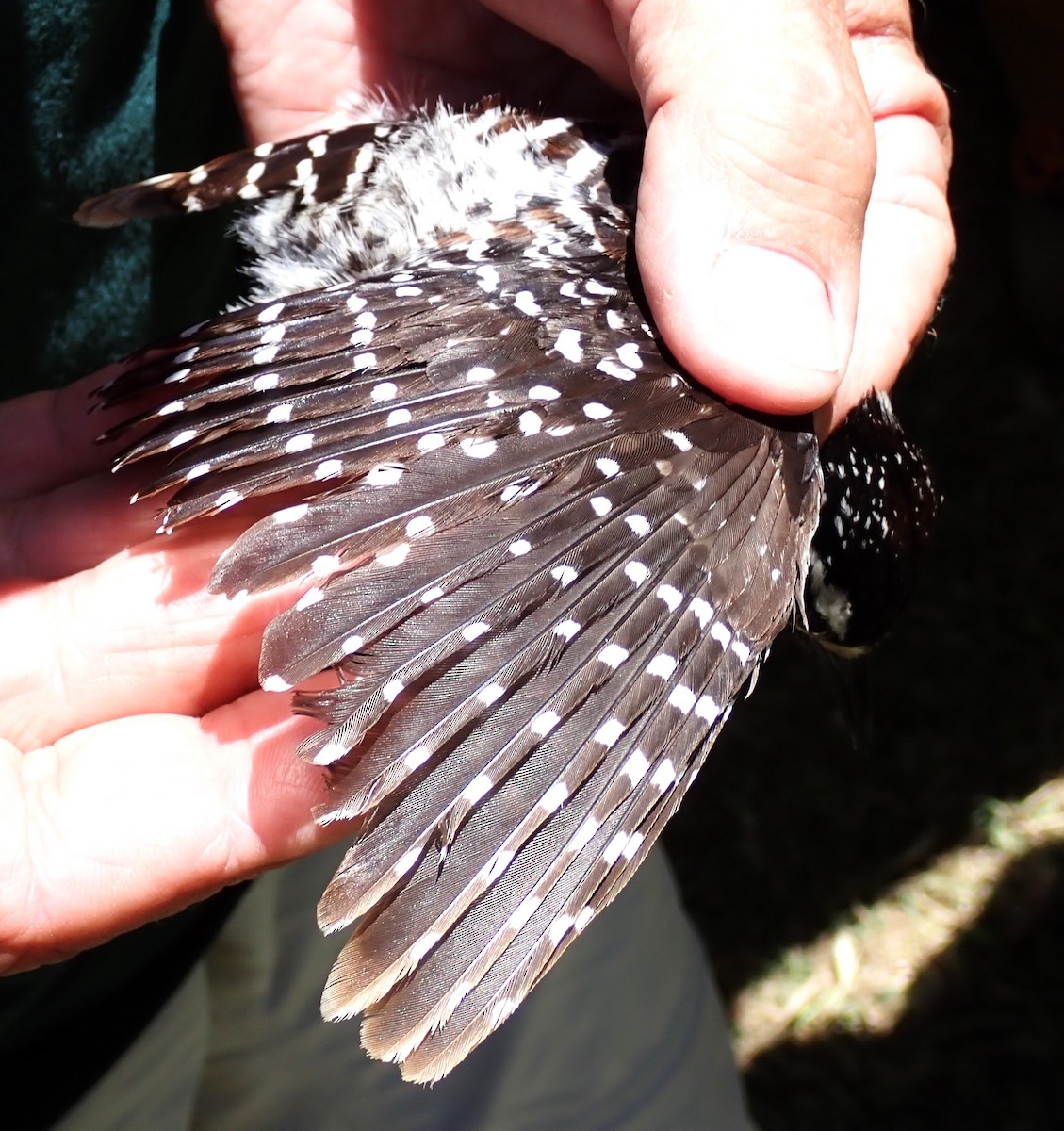 Nuttall's Woodpecker - Bob Packard