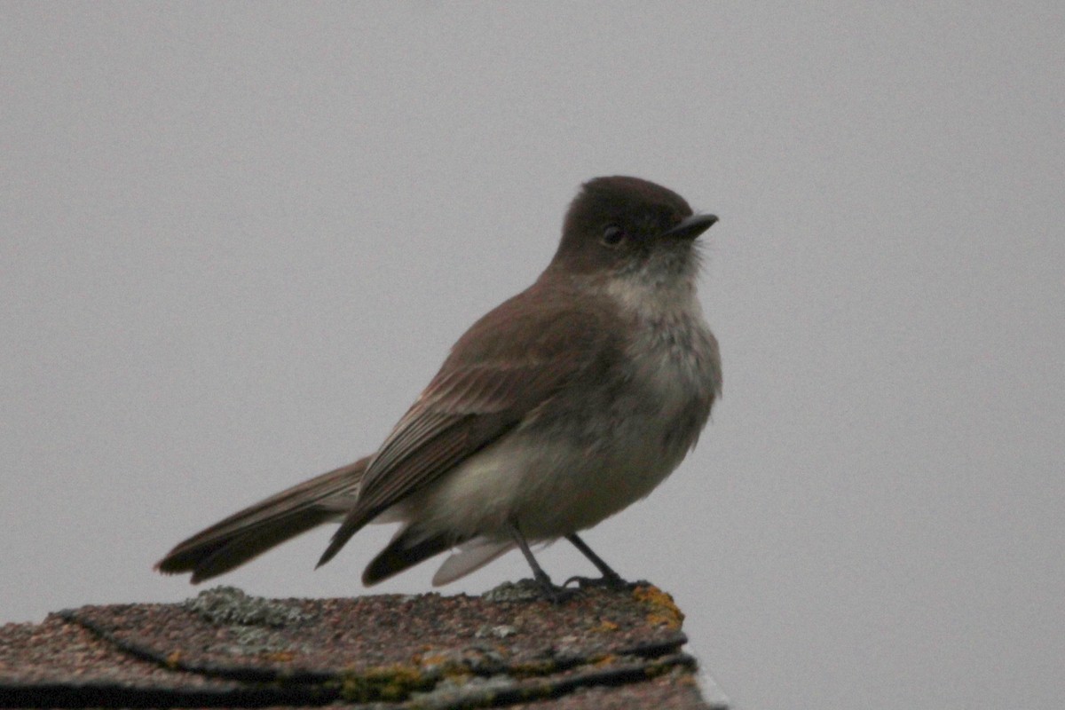 Eastern Phoebe - Jeff Baughman