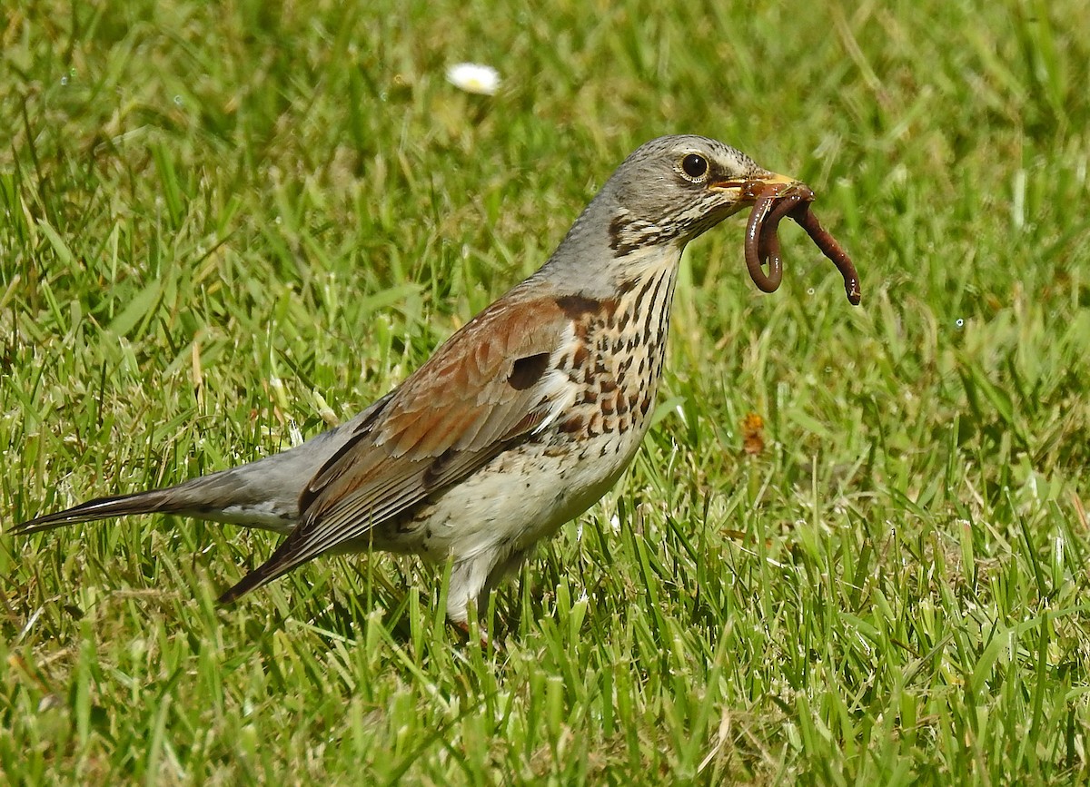 Fieldfare - Manfred Schleuning