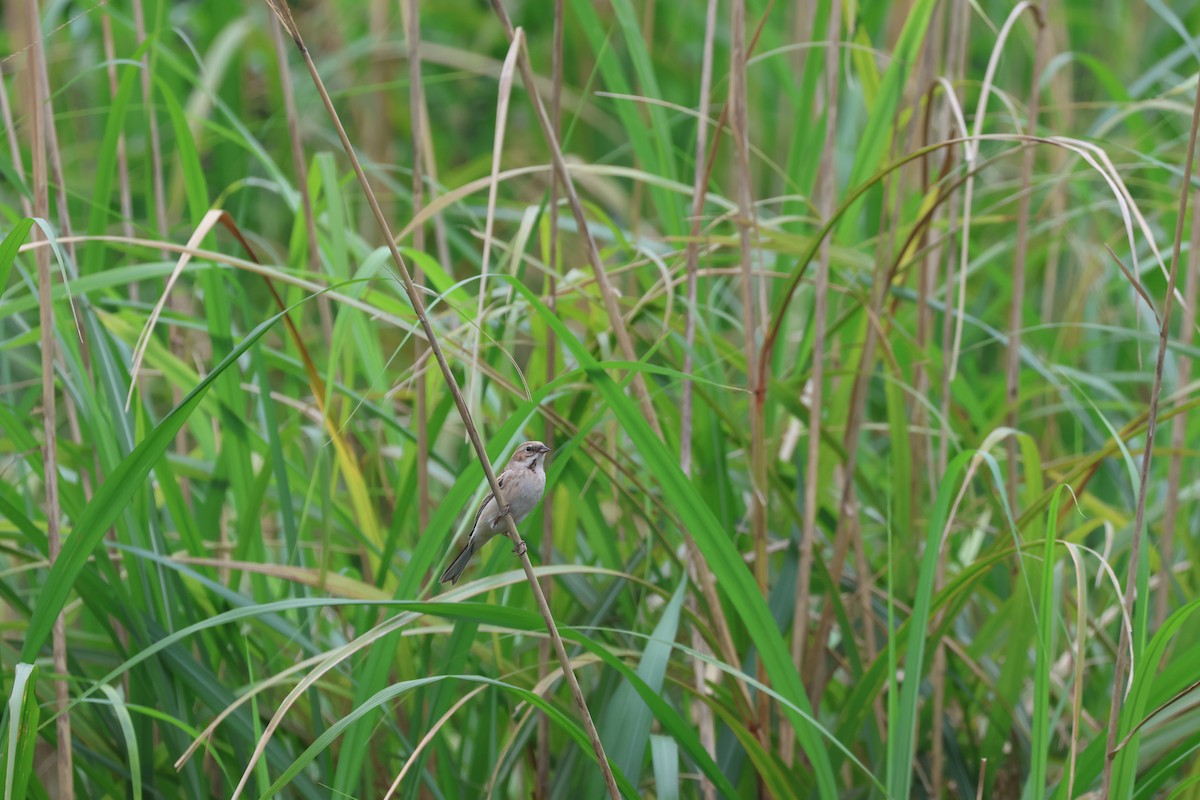 Pallas's Bunting - Chi-Hsuan Shao