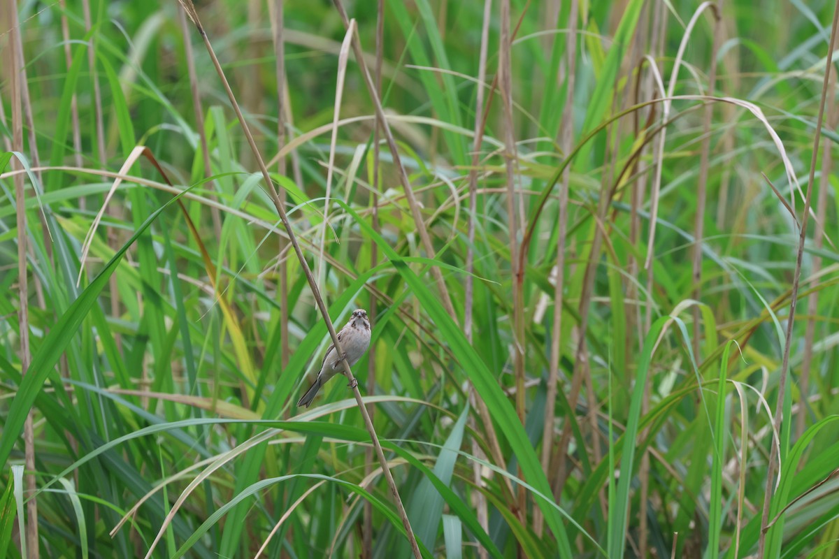 Pallas's Bunting - Chi-Hsuan Shao