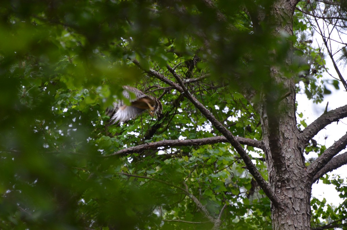 Red-shouldered Hawk - Grant Foster