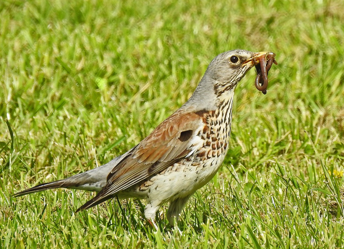 Fieldfare - Manfred Schleuning