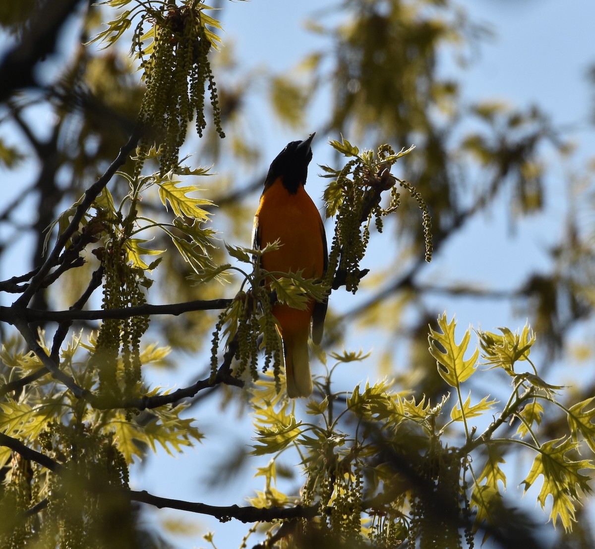 Baltimore Oriole - Daniel Segarra