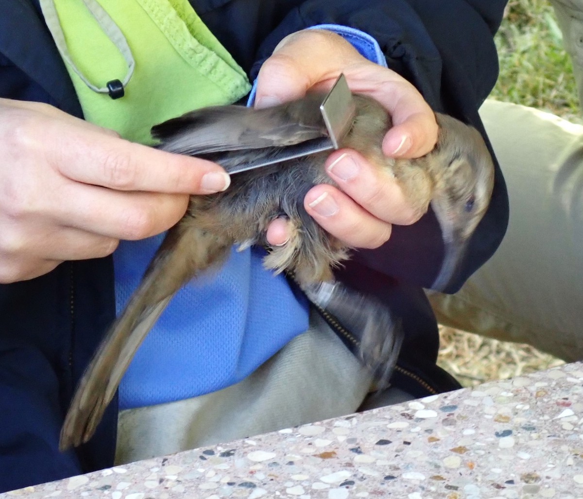 California Thrasher - ML618148274