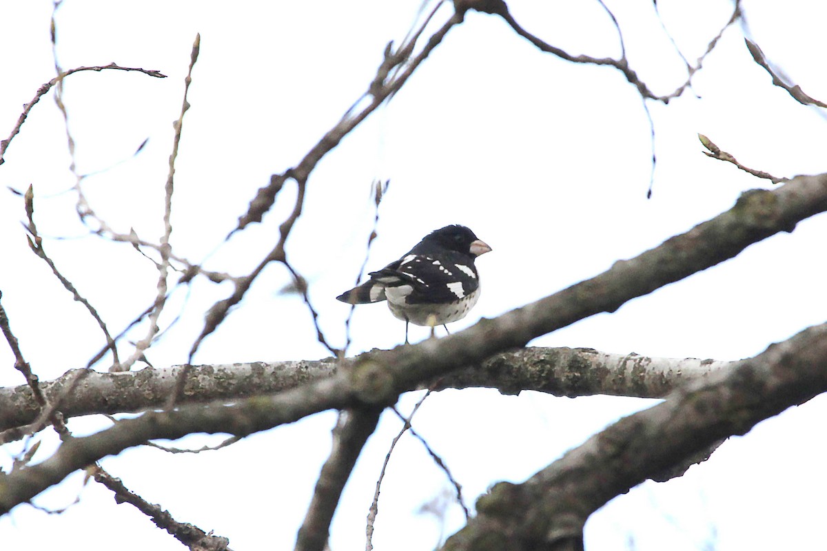 Rose-breasted Grosbeak - ML618148275