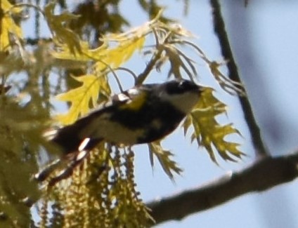 Yellow-rumped Warbler - Daniel Segarra