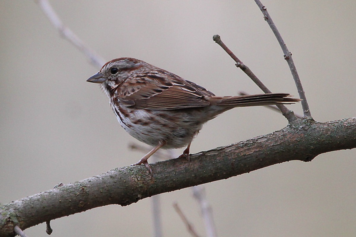 Song Sparrow - Jeff Baughman