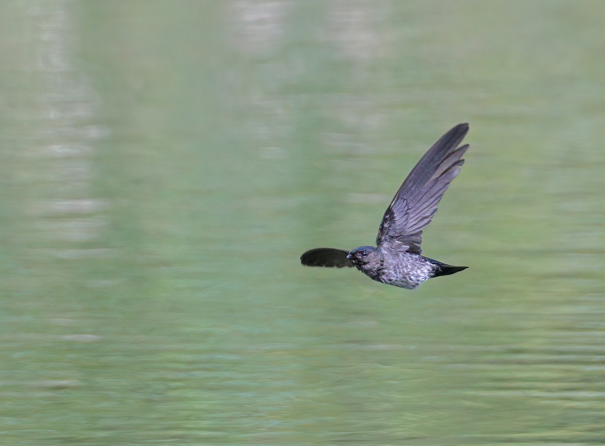 Plume-toed Swiftlet - ML618148281