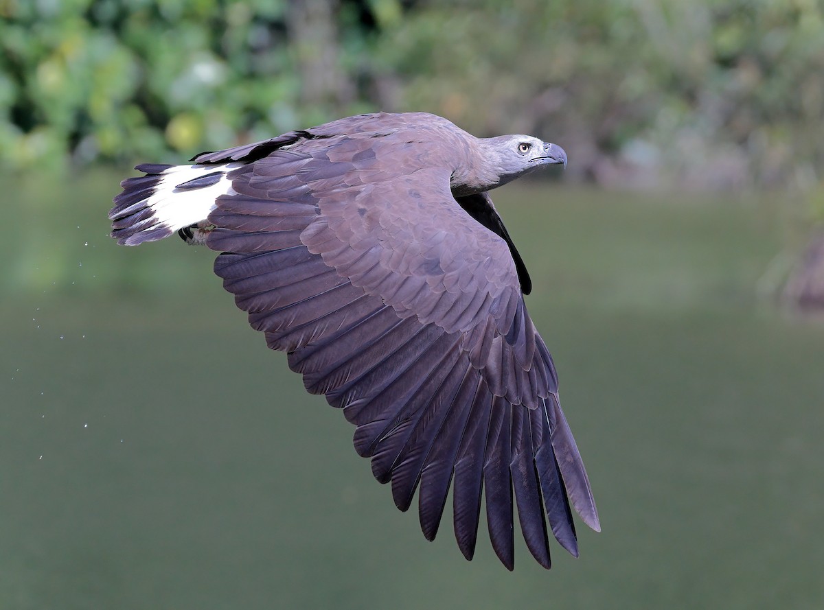 Gray-headed Fish-Eagle - sheau torng lim