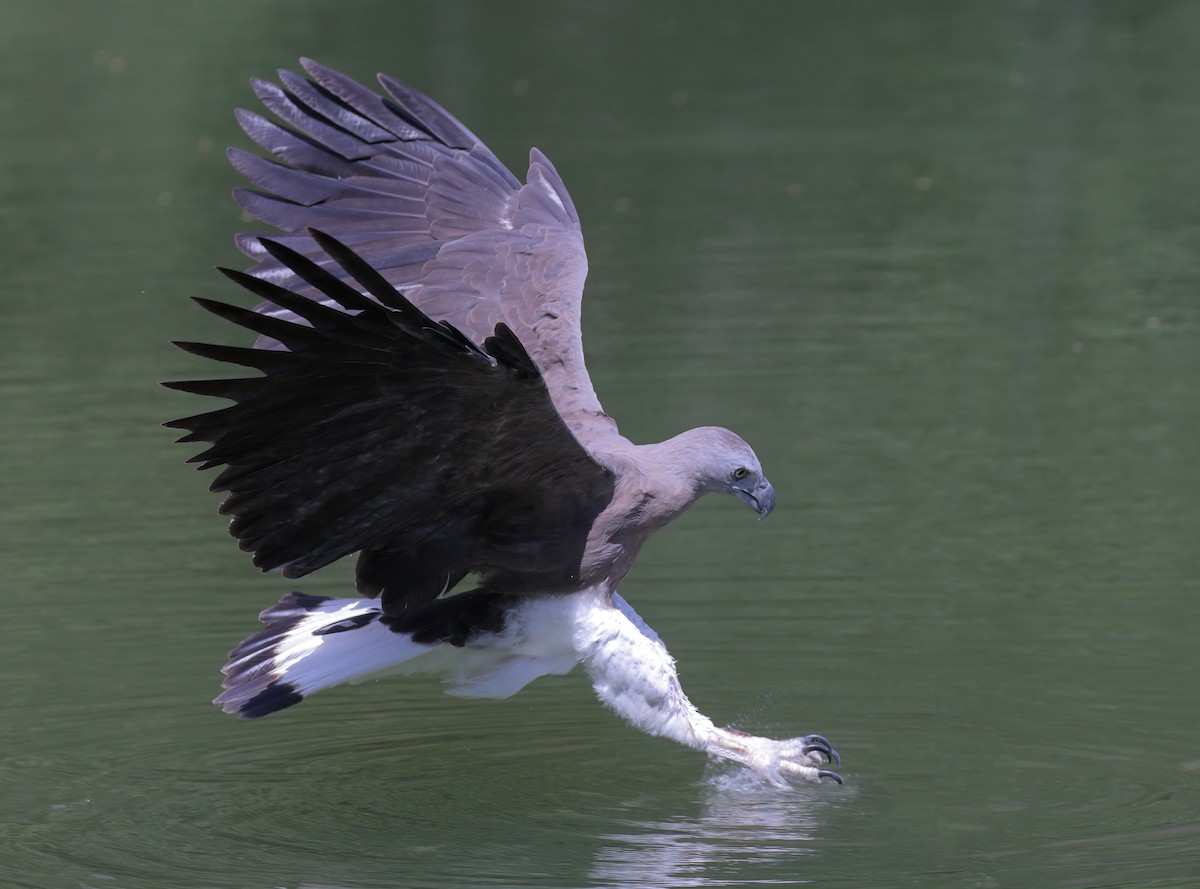 Gray-headed Fish-Eagle - ML618148289