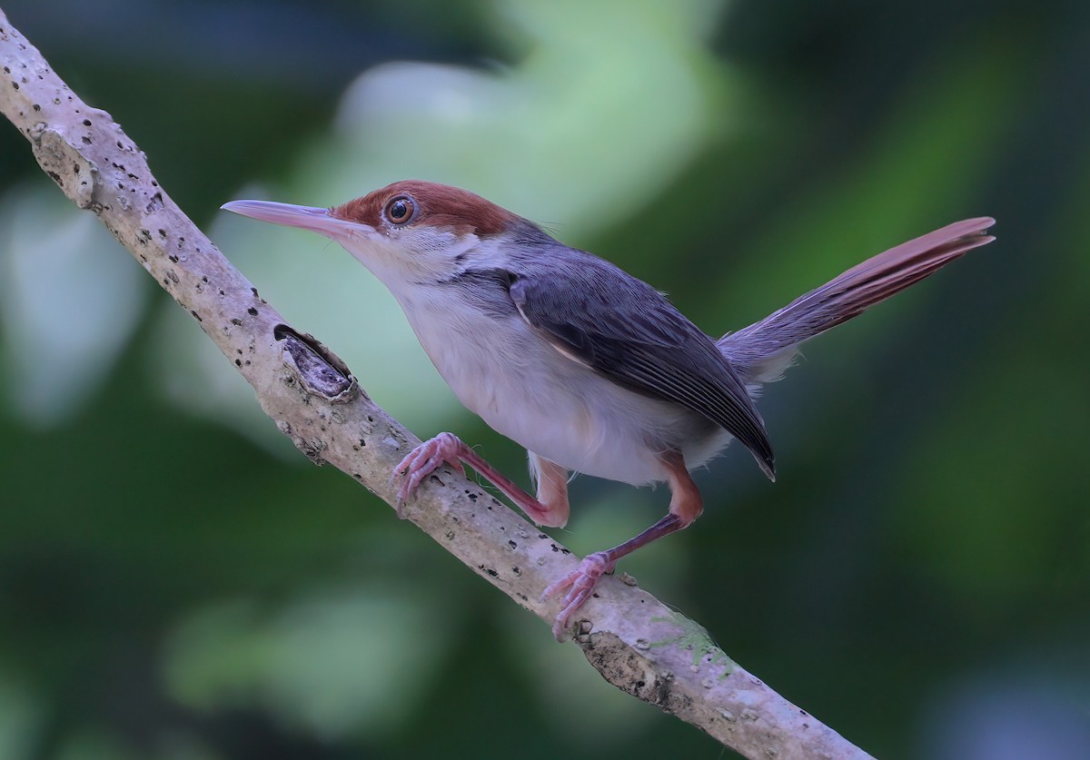 Rufous-tailed Tailorbird - sheau torng lim