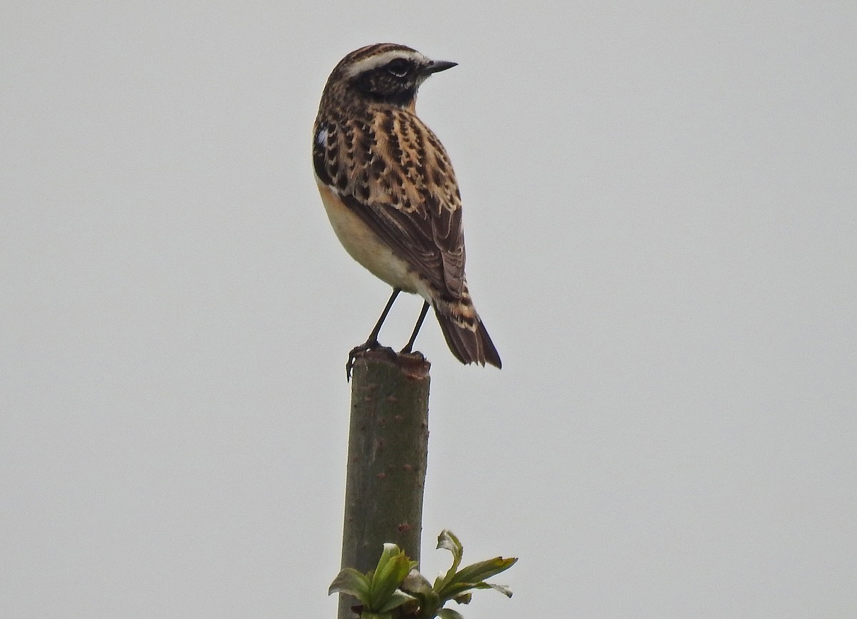 Whinchat - ML618148299
