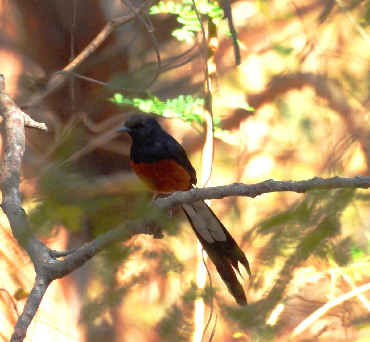 White-rumped Shama - Suchitra S