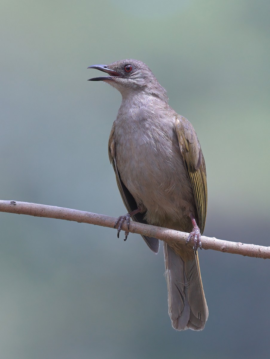 Olive-winged Bulbul - ML618148305