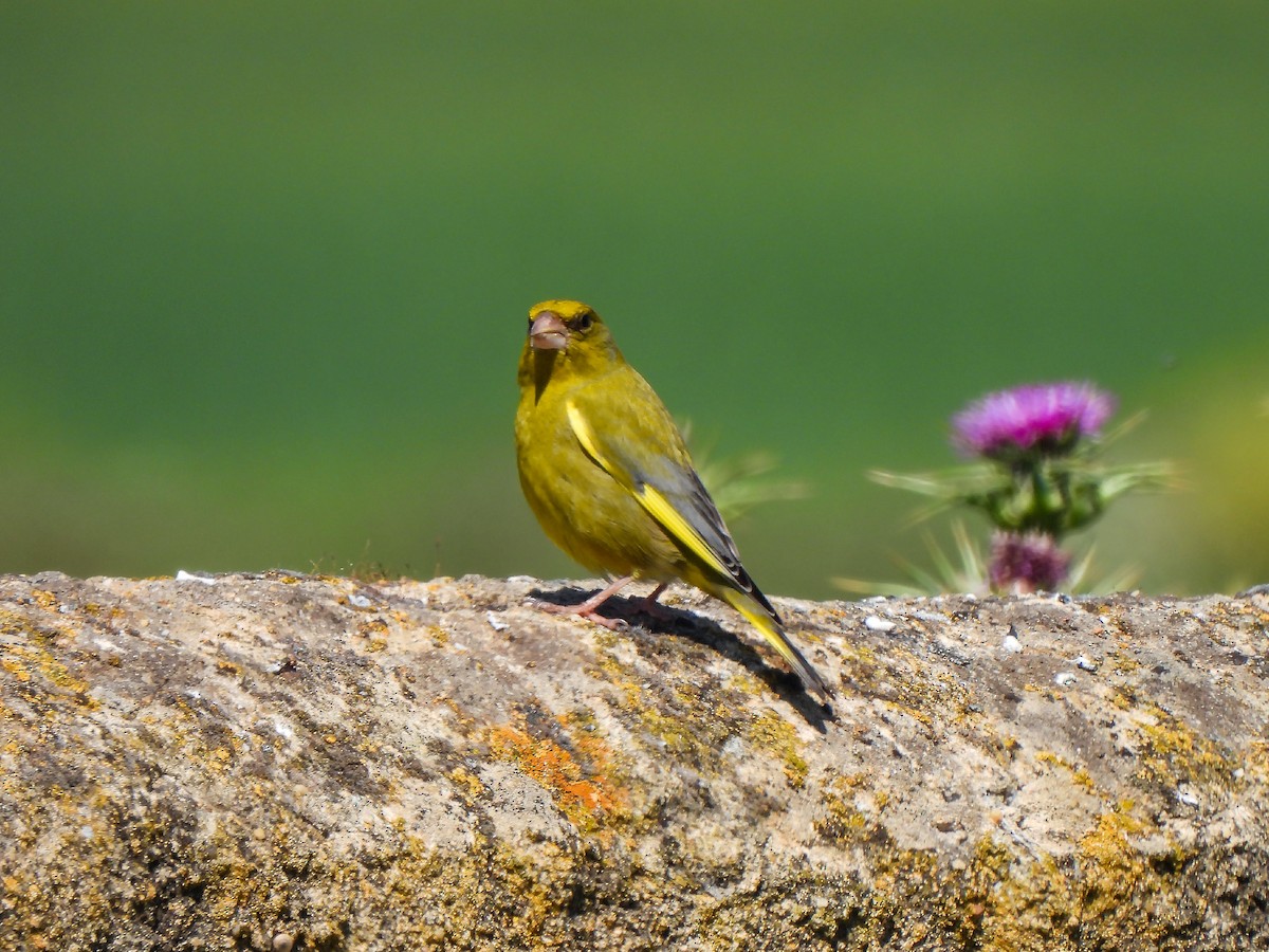 European Greenfinch - José Javier Orduña