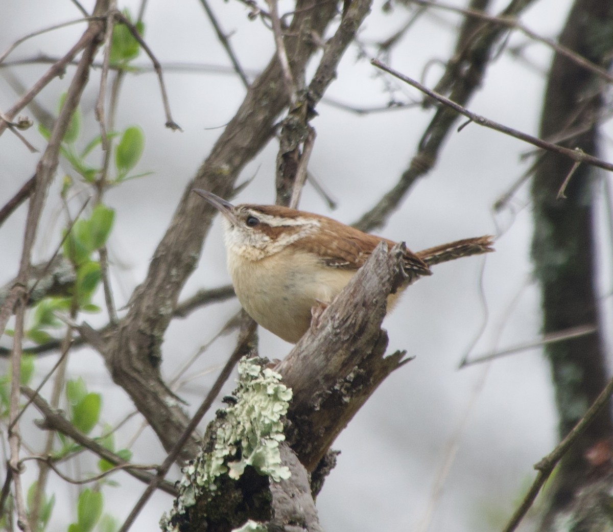 Carolina Wren - Clem Nilan