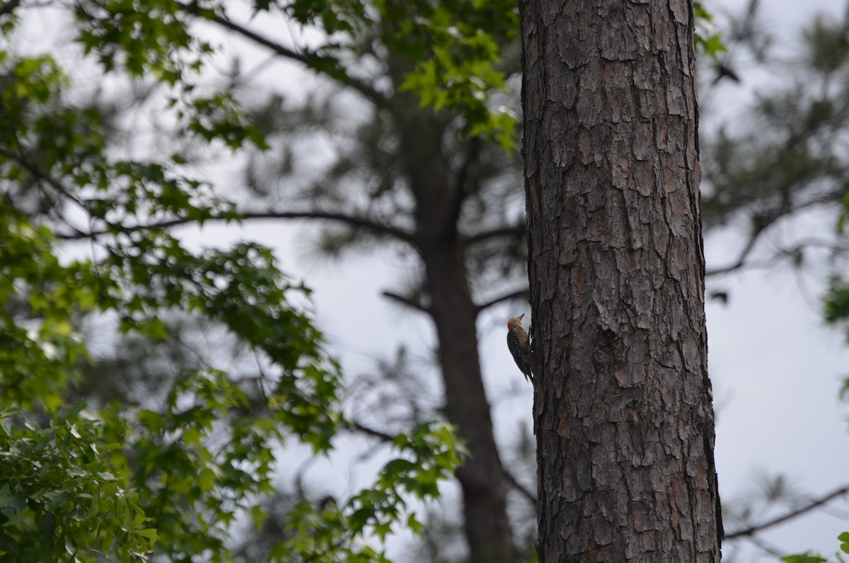 Red-bellied Woodpecker - Grant Foster