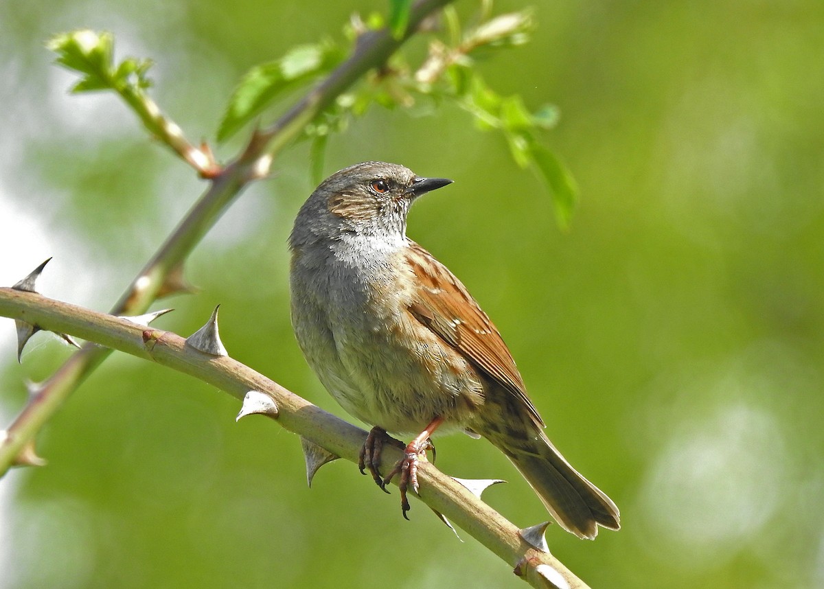 Dunnock - ML618148345