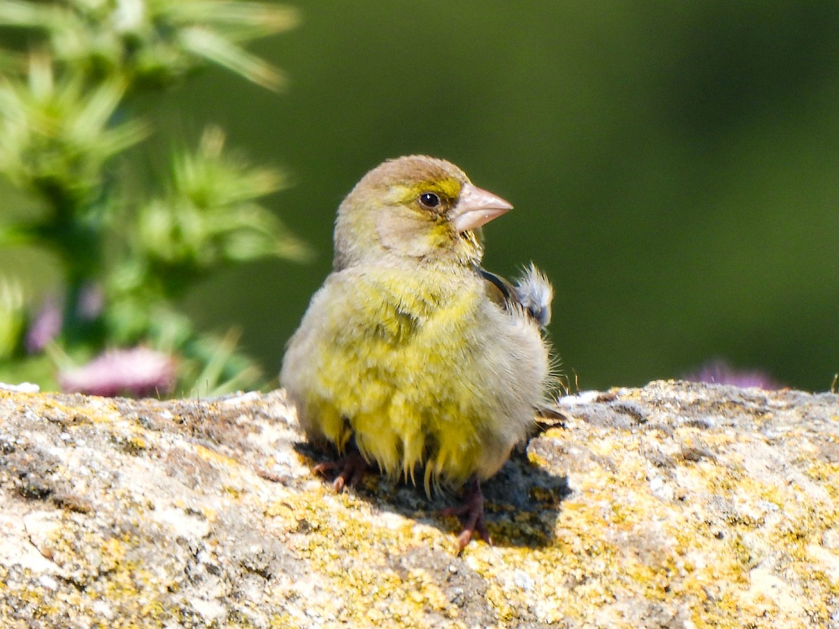 European Greenfinch - ML618148355