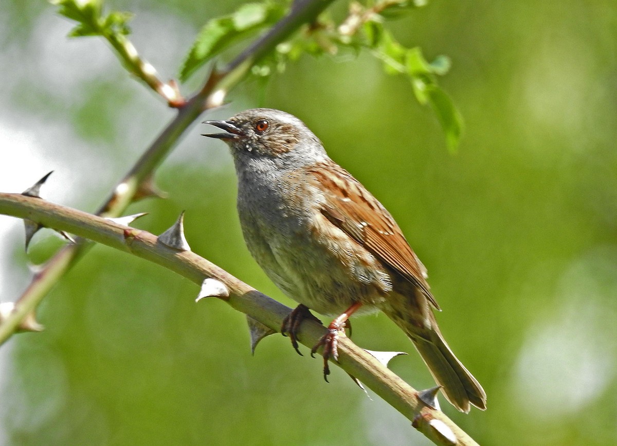 Dunnock - Manfred Schleuning