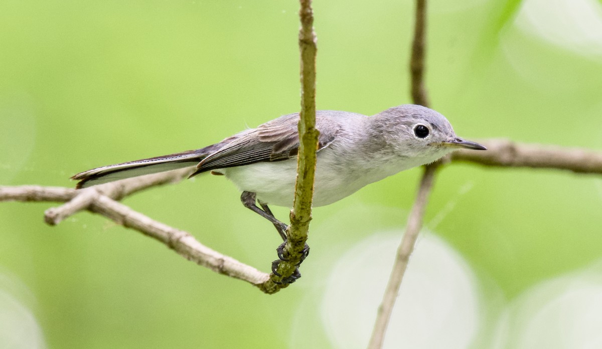 Blue-gray Gnatcatcher - Rickey Shive