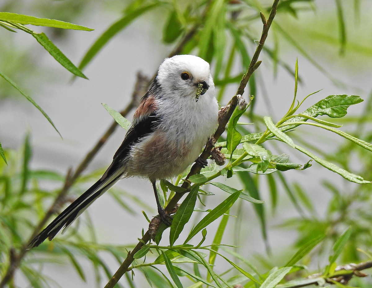 Long-tailed Tit - ML618148371