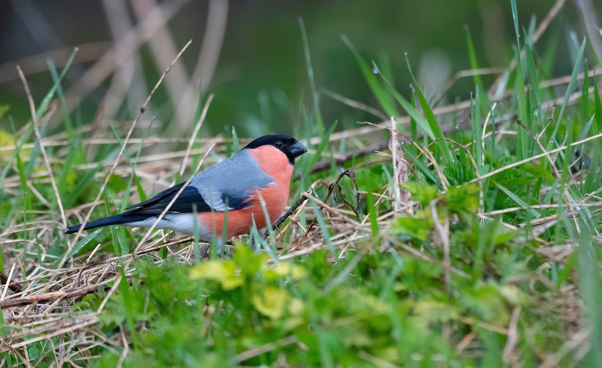 Eurasian Bullfinch (Eurasian) - Eric Francois Roualet