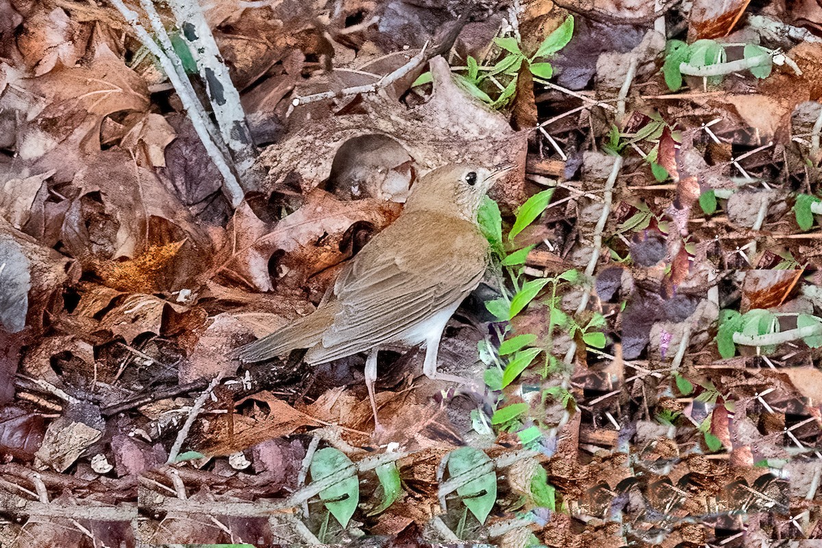 Veery - Shori Velles