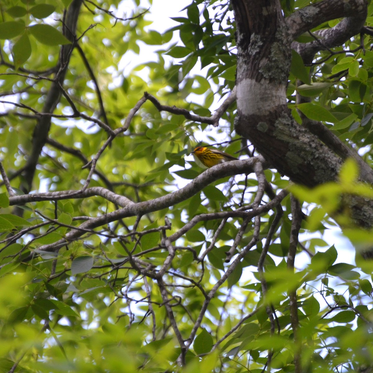 Cape May Warbler - Grant Foster