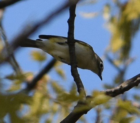 Blue-headed Vireo - Daniel Segarra