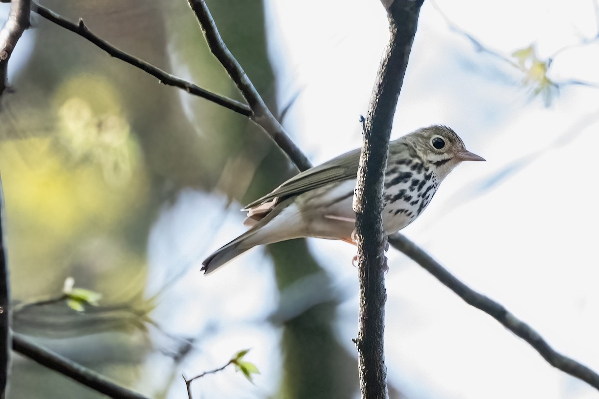 Ovenbird - Shori Velles