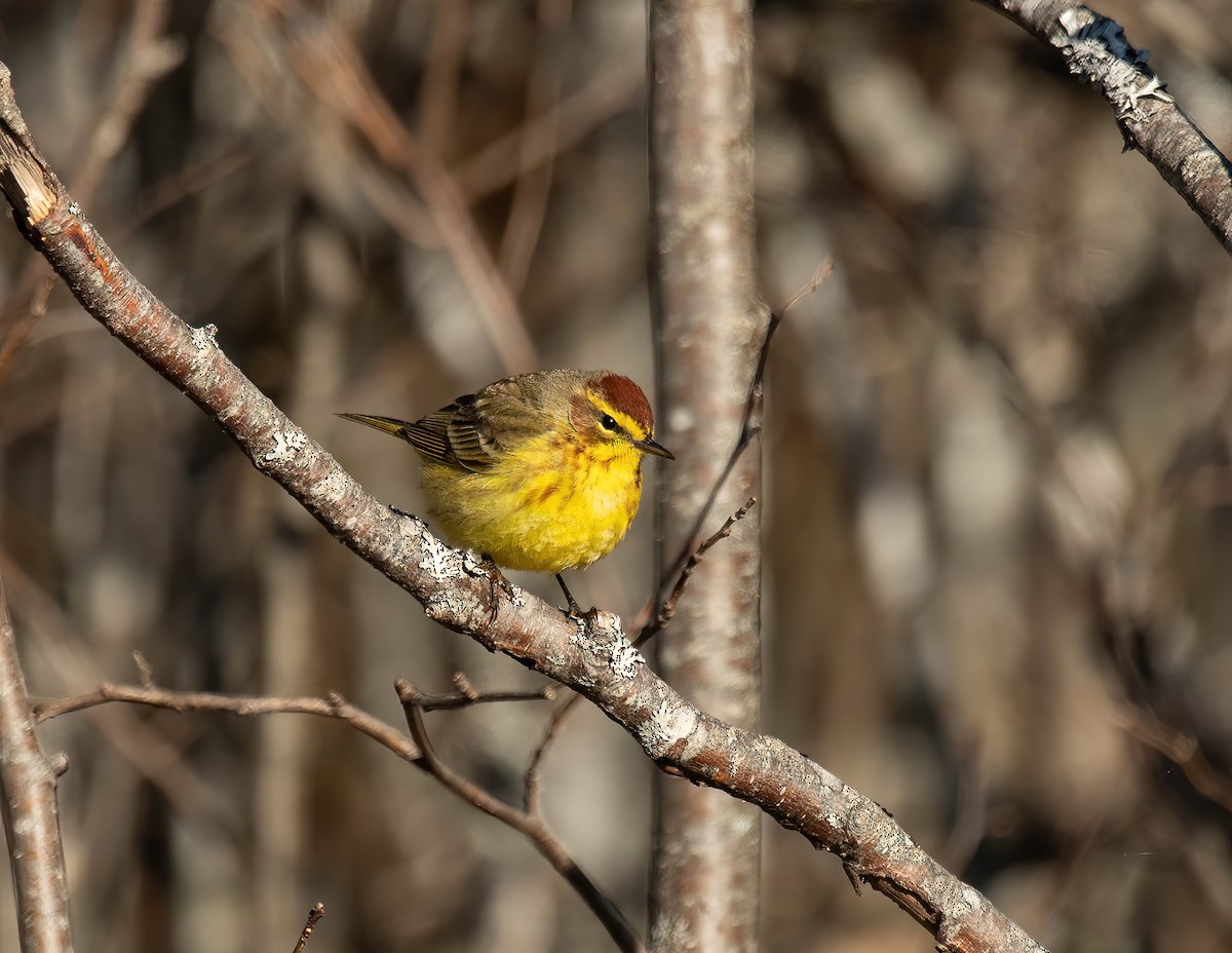 Palm Warbler - Peggy Scanlan