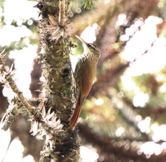 Scalloped Woodcreeper - Rubélio Souza